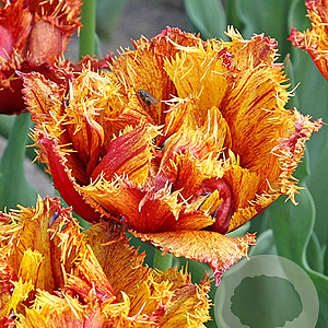 Tulipa Bastia 12 cm verpakt per 100