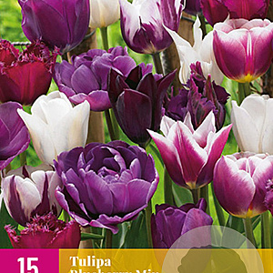 Tulipa Blueberry Mix verpakt per 100