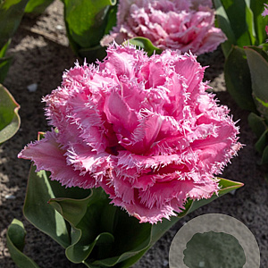 Tulipa Cairns 11-12 cm verpakt per 100