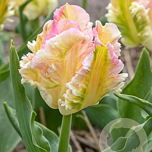Tulipa Cabanna 12 cm verpakt per 100