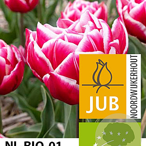 Tulipa Columbus 12 cm verpakt per 100
