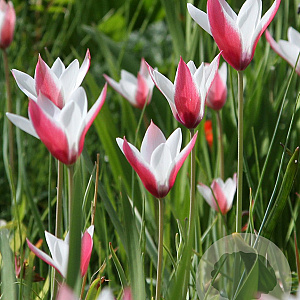 Tulipa clusiana 'Peppermintstick' verpakt per 100