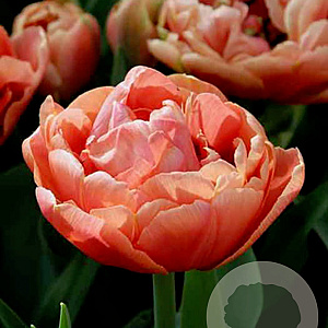 Tulipa Copper Image 11-12 cm verpakt per 100