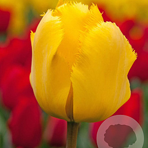 Tulipa Crystal Star 12 cm verpakt per 100