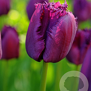 Tulipa Curly Sue 11-12 cm verpakt per 100