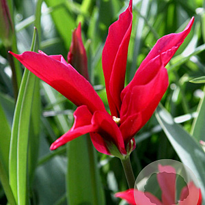 Tulipa dal's minuet 12 cm verpakt per 100