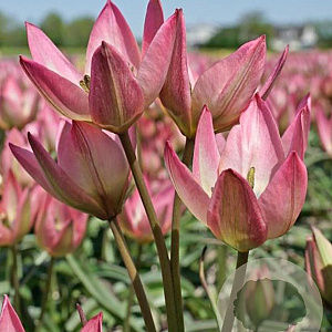 Tulipa Danique verpakt per 100
