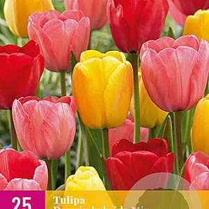 Tulipa Darwin Hybride Mix 11-12 cm verpakt per 100