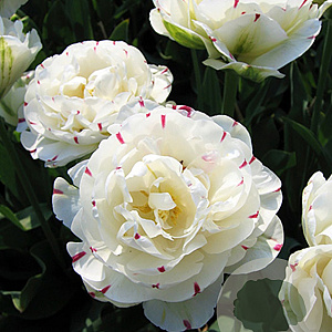 Tulipa Danceline 11-12 cm verpakt per 100