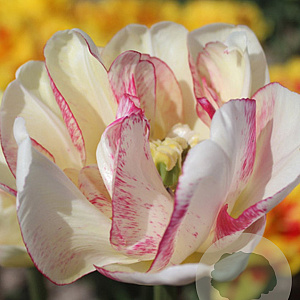 Tulipa Double Shake 11-12 cm verpakt per 100