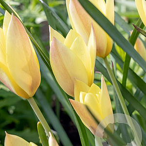 Tulipa Honky Tonk verpakt per 100