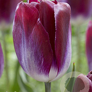 Tulipa Kansas Proud 11-12 cm verpakt per 100