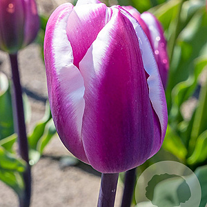 Tulipa Librije 12 cm verpakt per 100