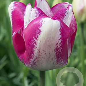 Tulipa Mata Hari 11-12 cm verpakt per 100