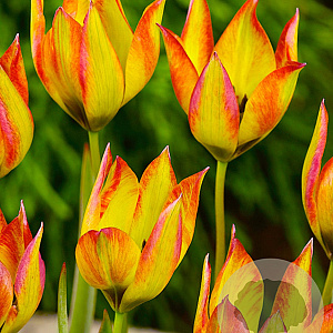 Tulipa orphanidea 'Flava' verpakt per 100