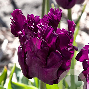 Tulipa Parrot Negrita 12 cm verpakt per 100