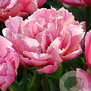 Tulipa Pink Star 11-12 cm verpakt per 100