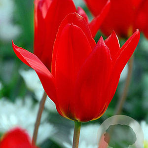Tulipa Princeps 12 cm verpakt per 100