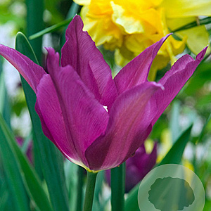 Tulipa Purple Dream 11-12 cm verpakt per 100