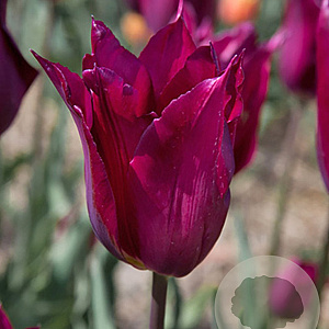 Tulipa Purple Heart 11-12 cm verpakt per 100
