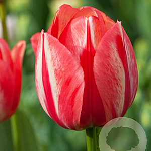 Tulipa Spryng Break 12 cm verpakt per 100