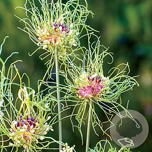 Allium 'Hair' 5 cm verpakt per 100