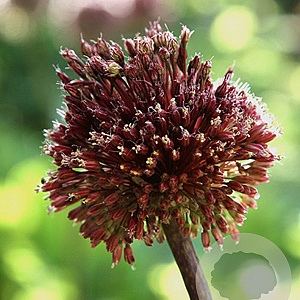 Allium 'Red Mohican' 10 cm verpakt per 25