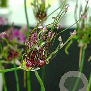 Allium 'Scorodoprasum Art' 5 cm verpakt per 100