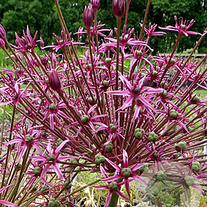 Allium 'Spider' 10 cm verpakt per 25