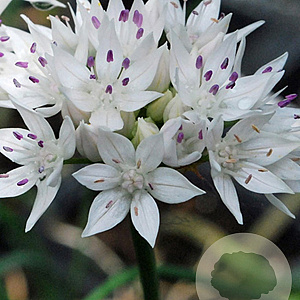 Allium Graceful Beauty verpakt per 100
