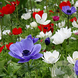 Anemone 'De Caen Mix' 5-6 cm verpakt per 100