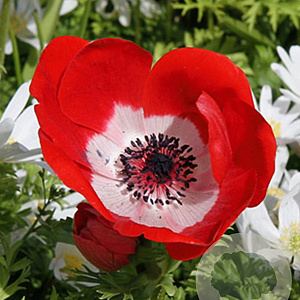 Anemone 'Hollandia' 5-6 cm verpakt per 100