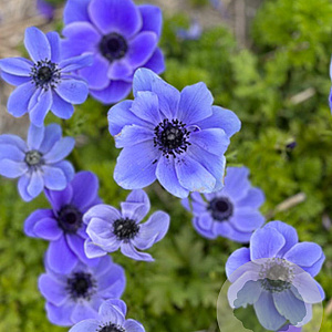 Anemone 'Mister Fokker' 5-6 cm verpakt per 100