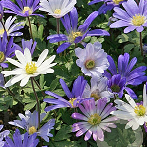 Anemone blanda 'Mix' 5 cm verpakt per 100