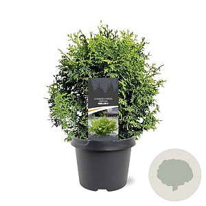 Chamaecyparis o. 'Melody' 20-25 cm 3,0L