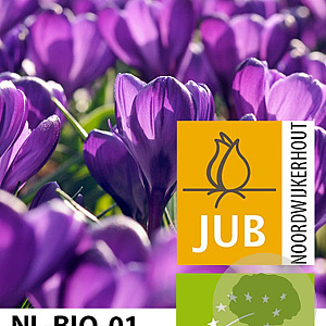 Crocus 'Flower Record' 8-9 cm verpakt per 100