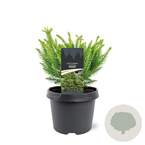 Cryptomeria ' 'Dinger' 20-25 cm 3,0L