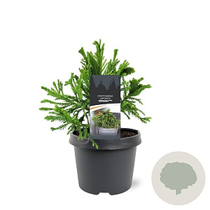 Cryptomeria j. Serama 20-25 cm 3,0L