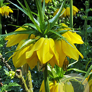 Fritillaria imp. Maxima Lutea 24 CM verpakt per 10