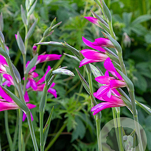 Gladiolus byzantinus verpakt per 100