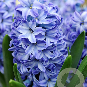 Hyacinthen Aqua verpakt per 50