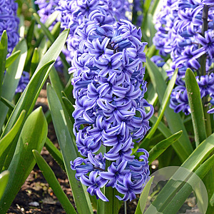 Hyacinthen Blue Jacket verpakt per 50