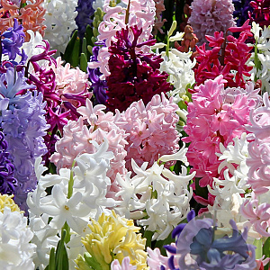 Hyacinthen Mix verpakt per 50