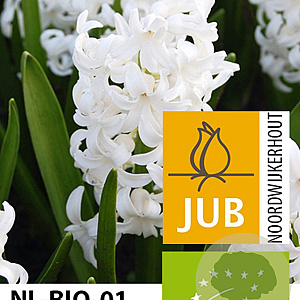 Hyacinthen White Pearl verpakt per 50