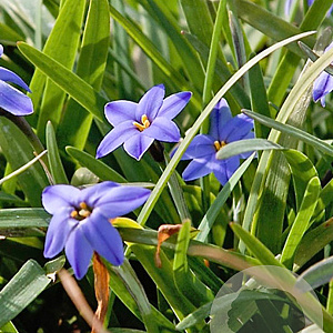 Ipheion uniflorum Jessie verpakt per 100