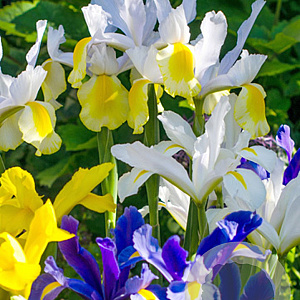 Iris Hollandica Mix verpakt per 100