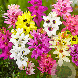 Ixia mix 5 cm verpakt per 100