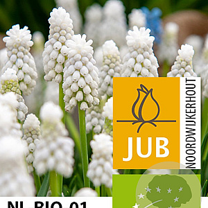Muscari aucheri 'White Magic' 8-9 cm verpakt per 100