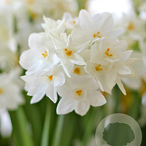 Narcissus 'Paperwhite' verpakt per 50