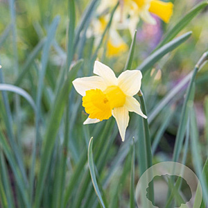 Narcissus lobularis 5-6 cm verpakt per 100